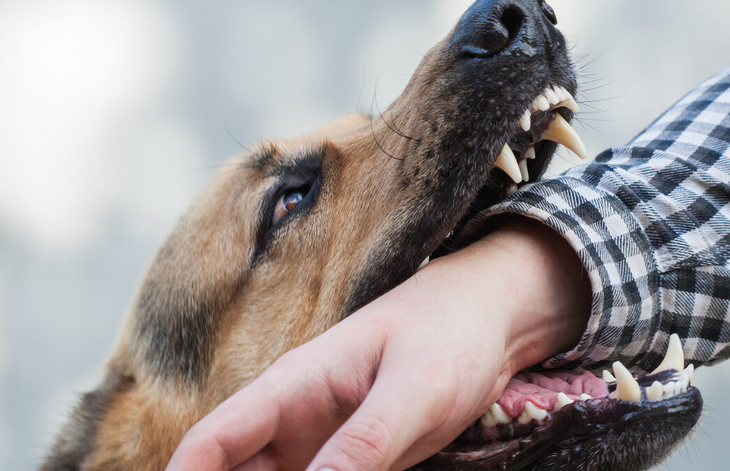 $300,000.00 Dog Bite Settlement