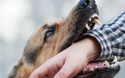 $300,000.00 Dog Bite Settlement