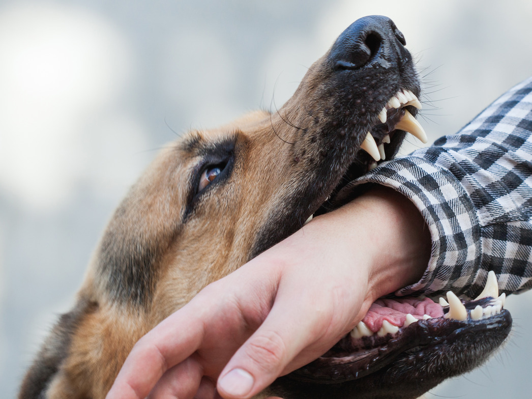 $300,000.00 Dog Bite Settlement