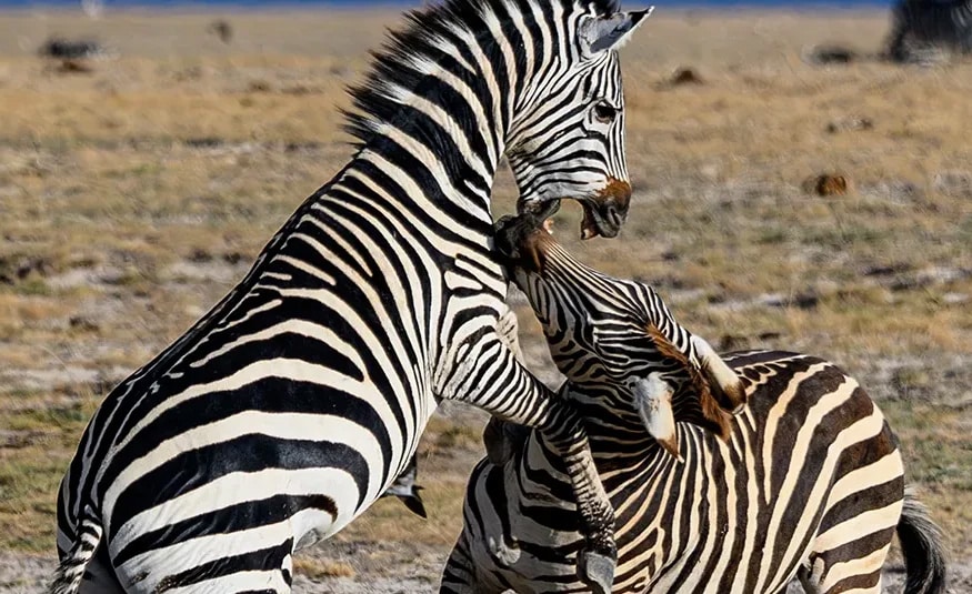 WildlifePhotography
